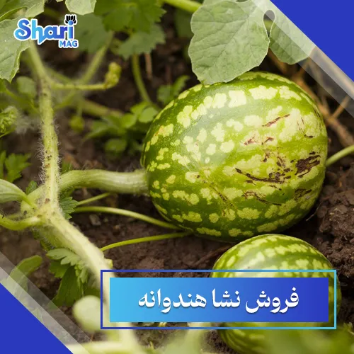 فروش نشا هندوانه