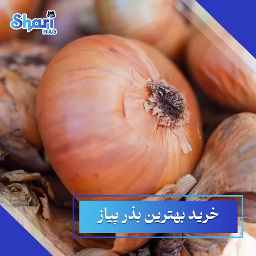 خرید بهترین بذر پیاز