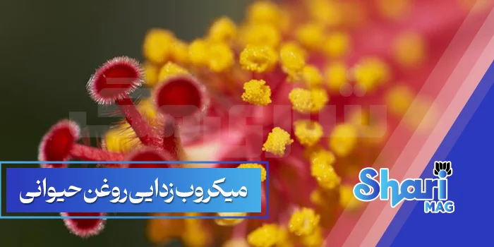 میکروب زدایی روغن حیوانی