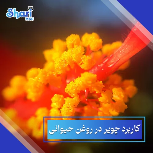 کاربرد چویر در روغن حیوانی: 11 مزایای بینظیر آن + روش مصرف